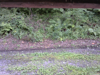 長野県菅平高原 ゆたか山荘 南側 2025/08/18 15:00