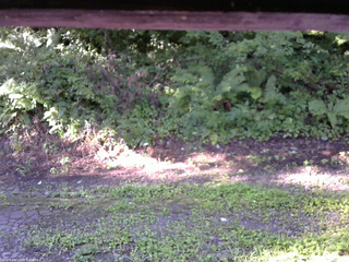 長野県菅平高原 ゆたか山荘 南側 2025/08/19 07:15