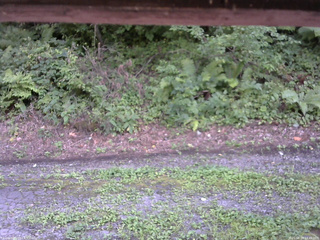 長野県菅平高原 ゆたか山荘 南側 2025/08/19 14:45