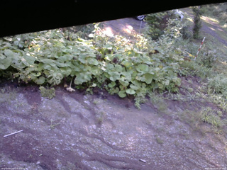 長野県菅平高原 ゆたか山荘 駐車場 2025/08/19 06:30