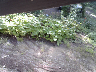 長野県菅平高原 ゆたか山荘 駐車場 2025/08/20 07:45