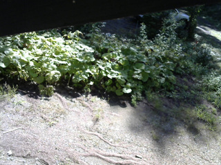 長野県菅平高原 ゆたか山荘 駐車場 2025/08/20 08:15