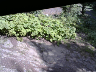 長野県菅平高原 ゆたか山荘 駐車場 2025/08/20 11:30