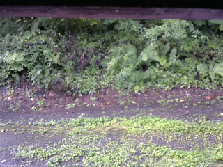 長野県菅平高原 ゆたか山荘 南側 2025/08/21 06:45