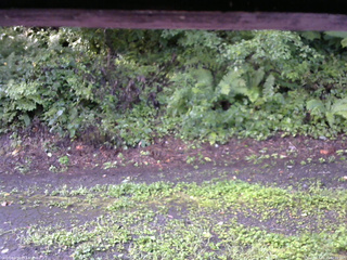 長野県菅平高原 ゆたか山荘 南側 2025/08/21 07:00