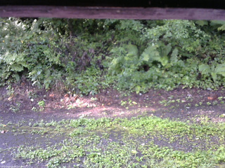 長野県菅平高原 ゆたか山荘 南側 2025/08/21 07:15