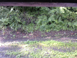 長野県菅平高原 ゆたか山荘 南側 2025/08/21 07:30