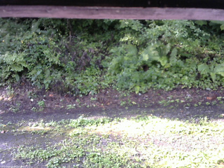 長野県菅平高原 ゆたか山荘 南側 2025/08/21 07:45