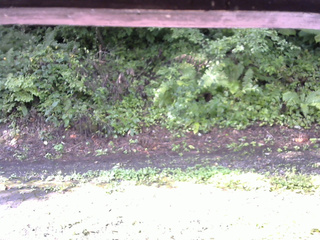 長野県菅平高原 ゆたか山荘 南側 2025/08/21 08:00