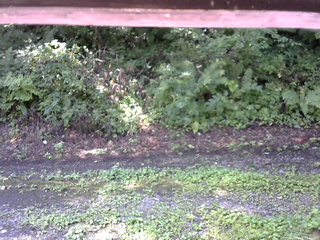 長野県菅平高原 ゆたか山荘 南側 2025/08/21 09:30