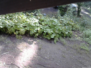 長野県菅平高原 ゆたか山荘 駐車場 2025/08/21 07:30