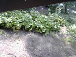 長野県菅平高原 ゆたか山荘 駐車場 2025/08/21 08:00