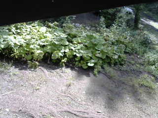 長野県菅平高原 ゆたか山荘 駐車場 2025/08/21 08:15