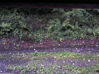 長野県菅平高原 ゆたか山荘 南側 2025/08/22 05:15