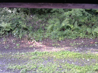 長野県菅平高原 ゆたか山荘 南側 2025/08/22 07:15