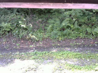 長野県菅平高原 ゆたか山荘 南側 2025/08/22 08:30