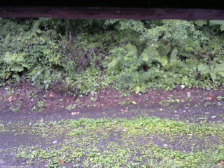 長野県菅平高原 ゆたか山荘 南側 2025/08/23 05:30