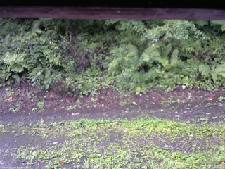 長野県菅平高原 ゆたか山荘 南側 2025/08/23 06:30