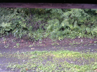 長野県菅平高原 ゆたか山荘 南側 2025/08/23 06:45