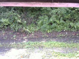 長野県菅平高原 ゆたか山荘 南側 2025/08/23 08:30