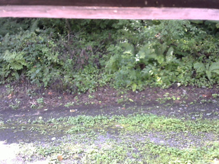 長野県菅平高原 ゆたか山荘 南側 2025/08/23 08:45