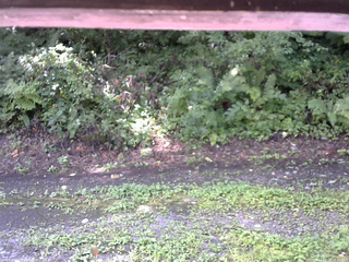 長野県菅平高原 ゆたか山荘 南側 2025/08/23 09:30