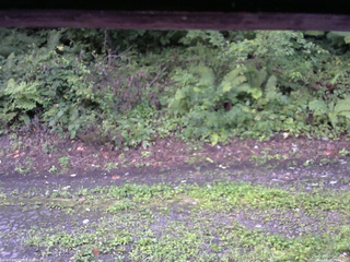 長野県菅平高原 ゆたか山荘 南側 2025/08/24 05:45