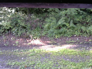 長野県菅平高原 ゆたか山荘 南側 2025/08/24 07:15