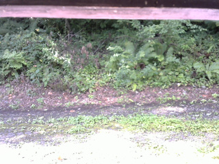 長野県菅平高原 ゆたか山荘 南側 2025/08/24 08:15