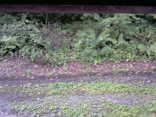 長野県菅平高原 ゆたか山荘 南側 2025/08/24 08:45