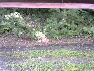 長野県菅平高原 ゆたか山荘 南側 2025/08/24 09:30