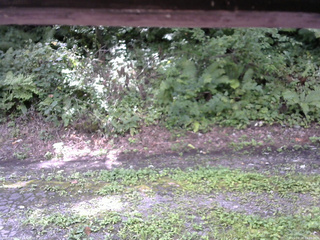 長野県菅平高原 ゆたか山荘 南側 2025/08/24 11:00