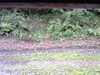 長野県菅平高原 ゆたか山荘 南側 2025/08/24 11:30