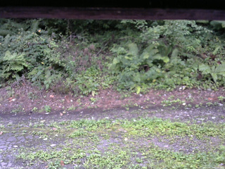 長野県菅平高原 ゆたか山荘 南側 2025/08/25 07:45