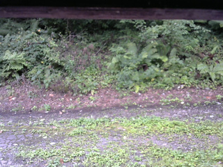 長野県菅平高原 ゆたか山荘 南側 2025/08/25 08:00