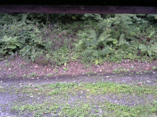 長野県菅平高原 ゆたか山荘 南側 2025/08/26 05:30