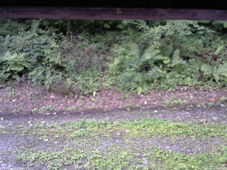 長野県菅平高原 ゆたか山荘 南側 2025/08/26 06:15