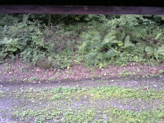 長野県菅平高原 ゆたか山荘 南側 2025/08/26 06:30