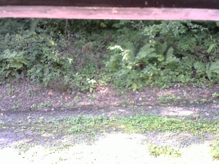 長野県菅平高原 ゆたか山荘 南側 2025/08/26 08:15