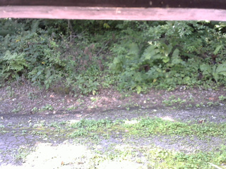 長野県菅平高原 ゆたか山荘 南側 2025/08/26 08:30