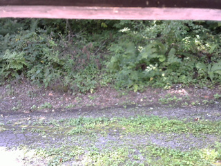 長野県菅平高原 ゆたか山荘 南側 2025/08/26 08:45