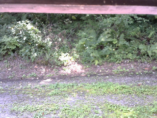 長野県菅平高原 ゆたか山荘 南側 2025/08/26 09:30