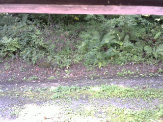 長野県菅平高原 ゆたか山荘 南側 2025/08/27 08:30