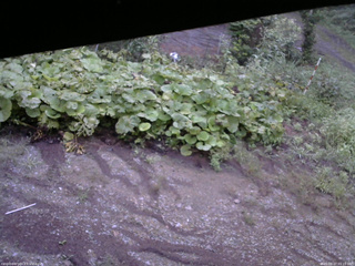 長野県菅平高原 ゆたか山荘 駐車場 2025/08/27 05:15
