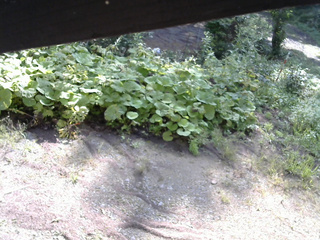 長野県菅平高原 ゆたか山荘 駐車場 2025/08/27 08:15
