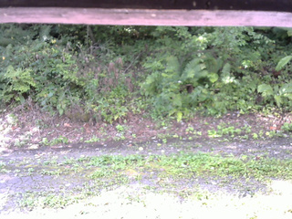 長野県菅平高原 ゆたか山荘 南側 2025/08/31 08:00