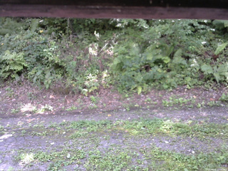 長野県菅平高原 ゆたか山荘 南側 2025/08/31 12:30