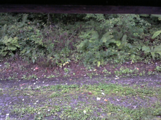 長野県菅平高原 ゆたか山荘 南側 2025/09/02 05:30