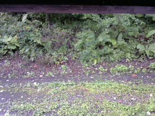 長野県菅平高原 ゆたか山荘 南側 2025/09/04 07:15