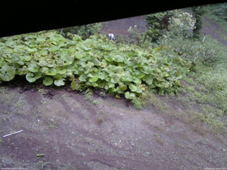 長野県菅平高原 ゆたか山荘 駐車場 2025/09/05 06:00